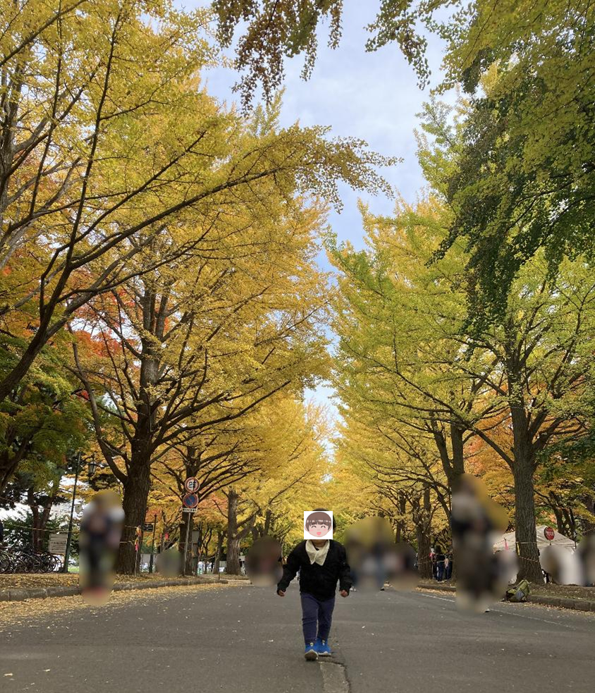 イチョウ並木の10月頃の様子