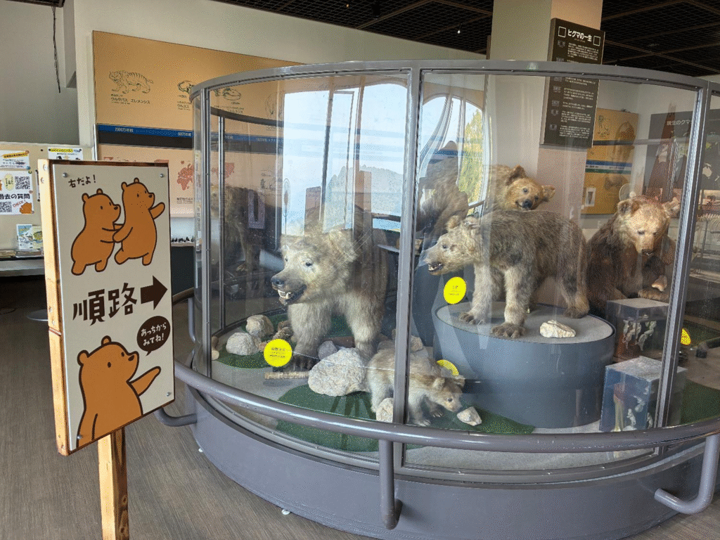 ヒグマ博物館の様子