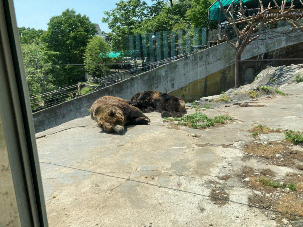 第1牧場のクマの様子