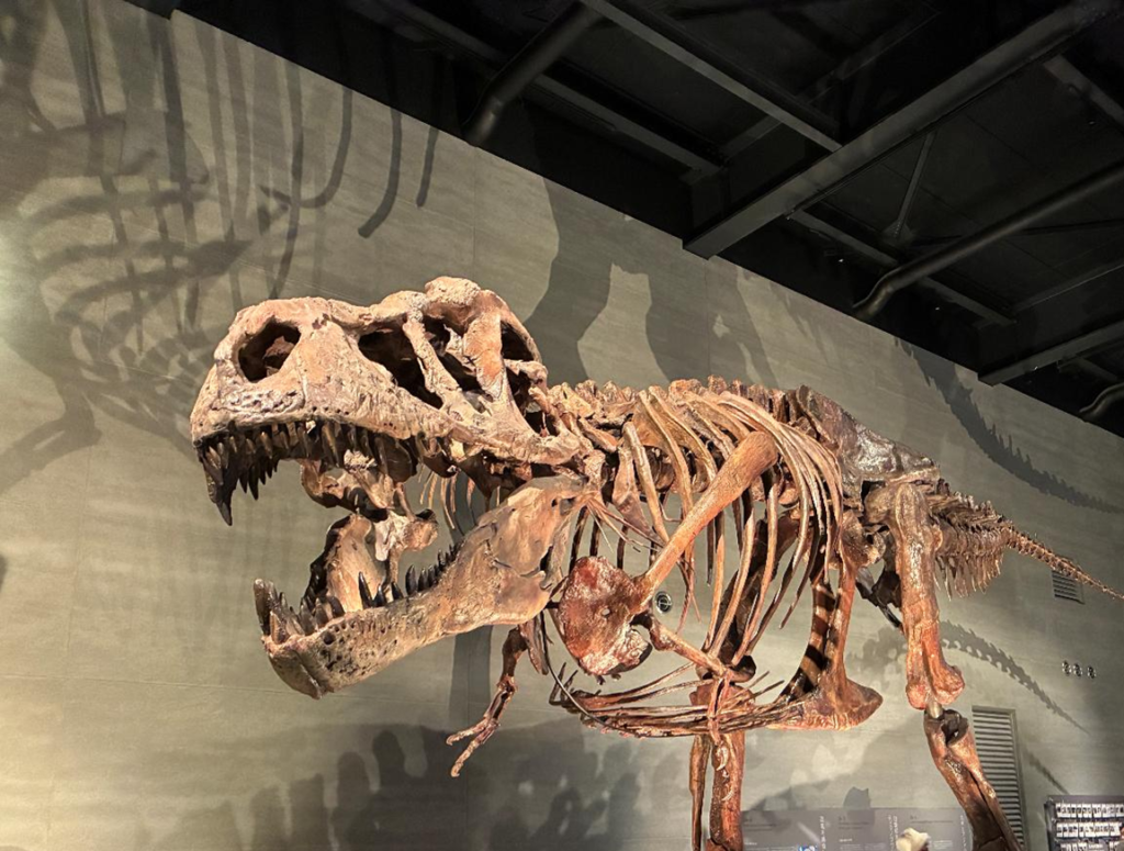 穂別博物館の展示の様子