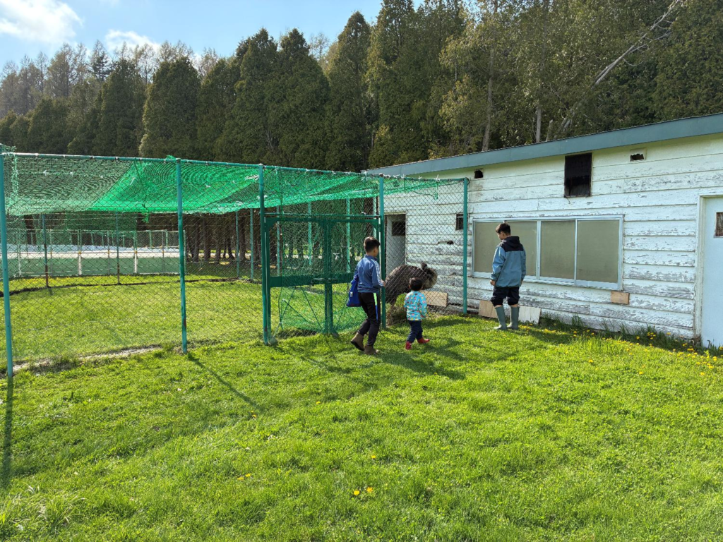 いわみざわ公園キャンプ場の動物の様子