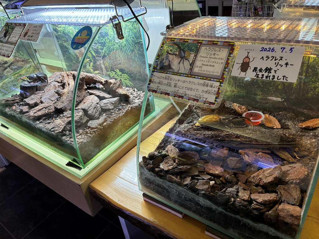 丸瀬布昆虫生態館の様子
