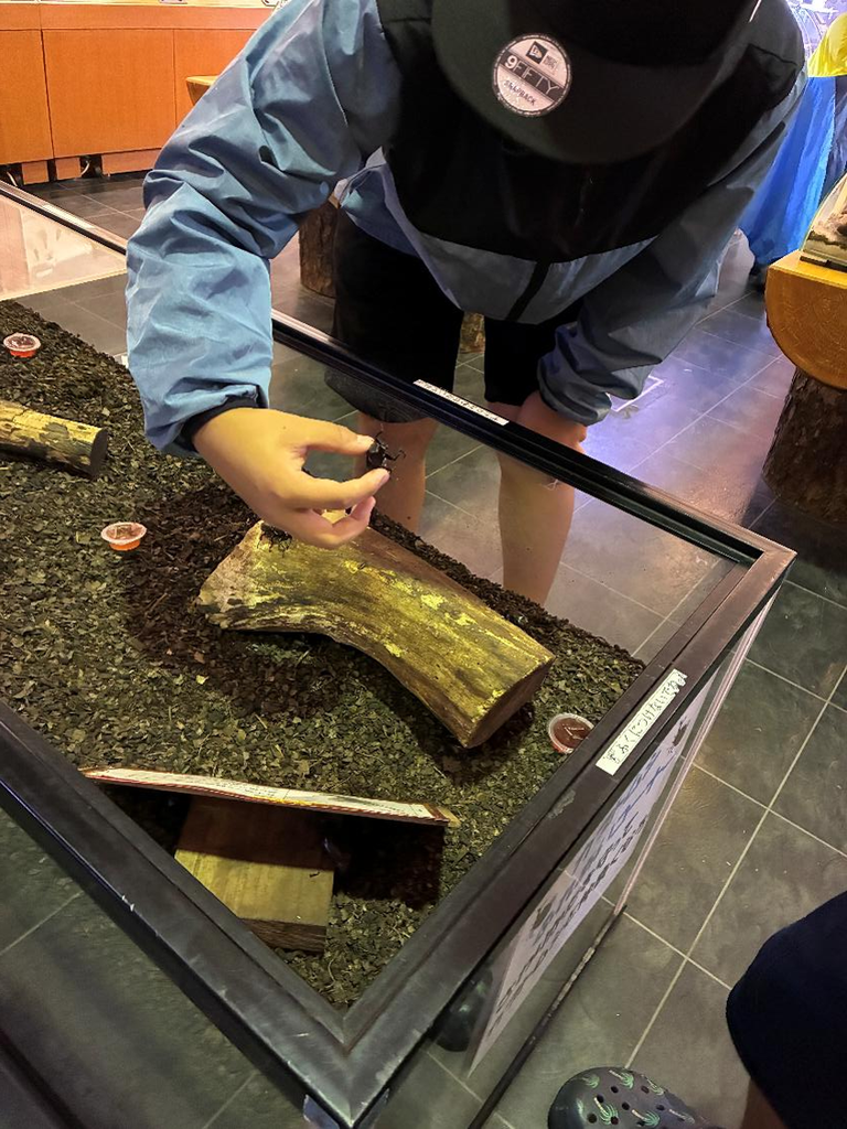 丸瀬布昆虫生態館で子どもが遊ぶ様子