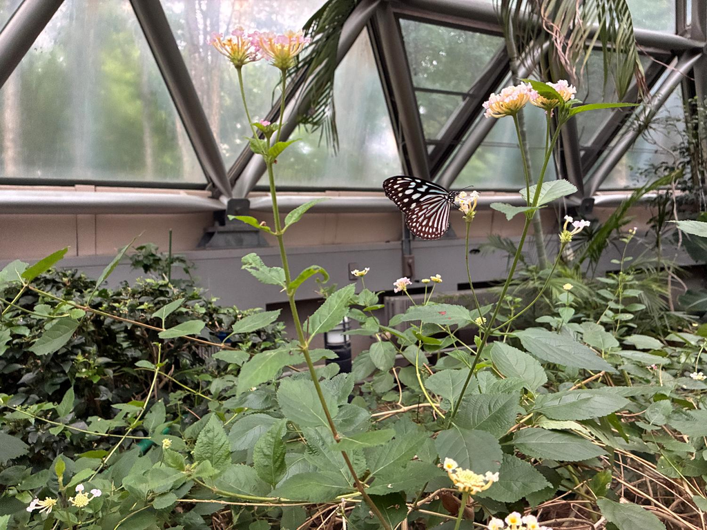 丸瀬布昆虫生態館の様子