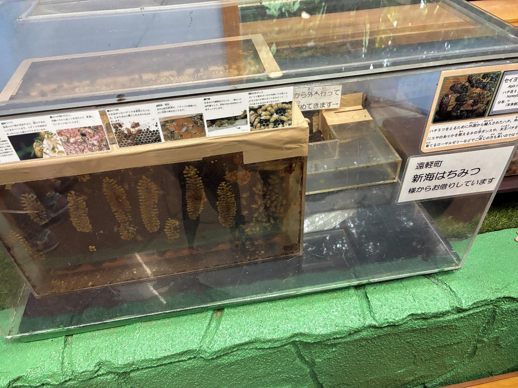 丸瀬布昆虫生態館の様子